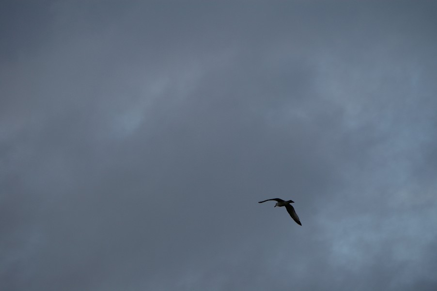 Les Oiseaux: Ecluse d evry 473